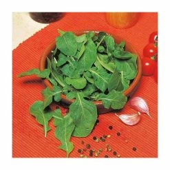 Rocket Seeds | Eruca Sativa | By Mr Fothergills