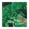 Spinach Beet 'Perpetual Spinach' Seeds | Beta Vulgaris | By Mr Fothergills