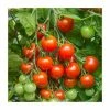Tomato 'Gardener's Delight' Seeds | Solanum Lycopersicum | By Mr Fothergills