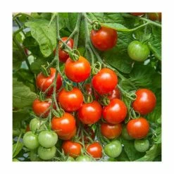 Tomato 'Gardener's Delight' Seeds | Solanum Lycopersicum | By Mr Fothergills