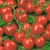 Tomato 'Red Cherry' Seeds | Solanum Lycopersicum | By Mr Fothergills