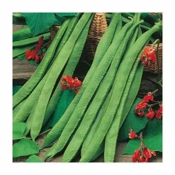 Runner Bean 'Polestar' Seeds | Phaseolus Coccineus | By Mr Fothergills