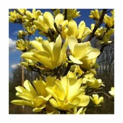 Magnolia 'Sunspire' | 7L Pot | 100-120cm Half Standard