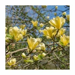 Magnolia 'Yellow Bird' | 7L Pot | 100-120cm Half Standard