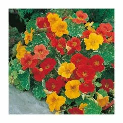 Nasturtium 'African Queen' Seeds| Tropaeolum Majus | By Mr Fothergills