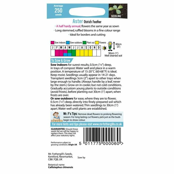 Aster 'Ostrich Feather' Seeds | Callistephus Chinensis | By Mr Fothergills 3 Aster 'Ostrich Feather' Seeds | Callistephus Chinensis | By Mr Fothergills - Image 3