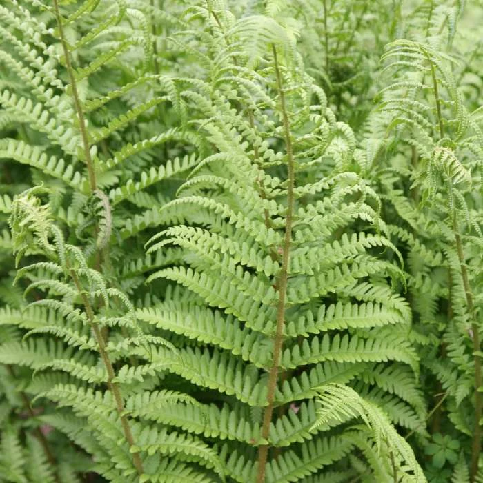 Dryopteris Filix-mas | 9cm Pot 1 Dryopteris Filix-mas | 9cm Pot
