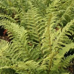 Polystichum Setiferum | 9cm Pot