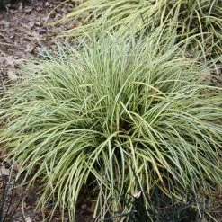 Carex Oshimensis Evergold | 9cm Pot