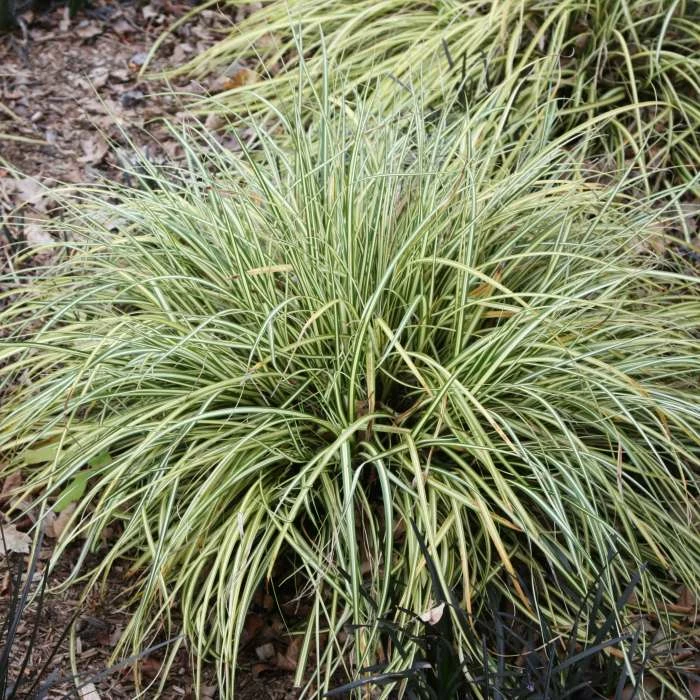 Carex Oshimensis Evergold | 9cm Pot 1 Carex Oshimensis Evergold | 9cm Pot