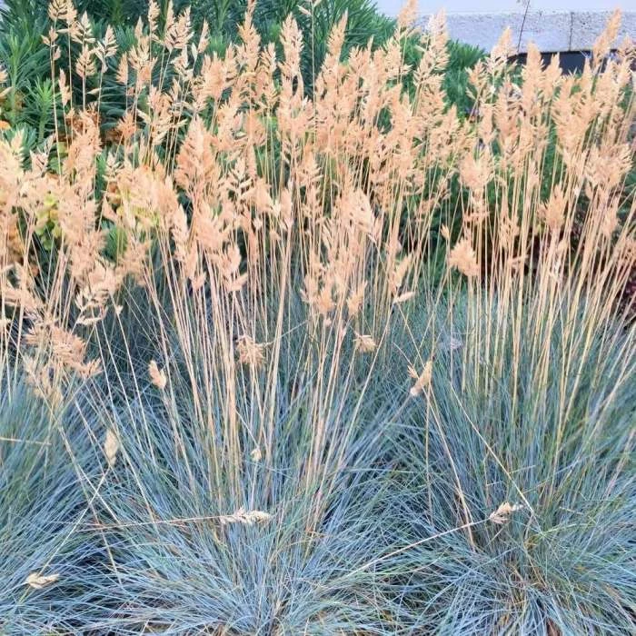 Festuca Glauca Elijah Blue | 9cm Pot 1 Festuca Glauca Elijah Blue | 9cm Pot