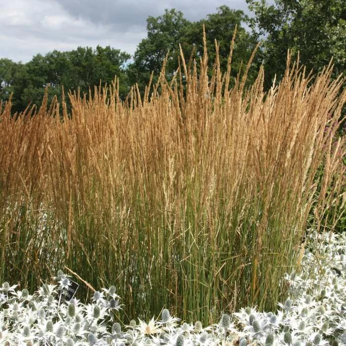 Calamagrostis × Acutiflora Karl Foerster | 9cm Pot 1 Calamagrostis × Acutiflora Karl Foerster | 9cm Pot