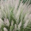 Calamagrostis Brachytricha | 9cm Pot