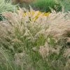Stipa Calamagrostis | 9cm Pot