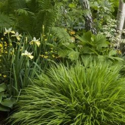 Hakonechloa Macra | 9cm Pot