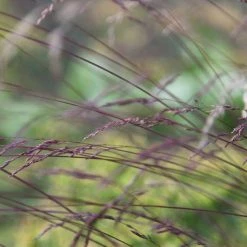 Festuca Amethystina | 9cm Pot