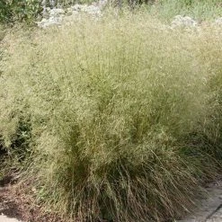 Deschampsia Cespitosa | 9cm Pot