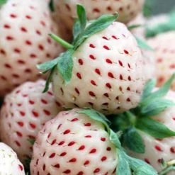 Fragaria Ananassa Pineberry White Dream | 12cm Pot