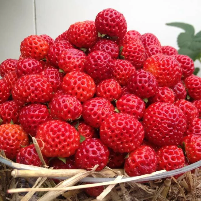 Fragaria × Ananassa Framberry Red Dream | 12cm Pot 1 Fragaria × Ananassa Framberry Red Dream | 12cm Pot