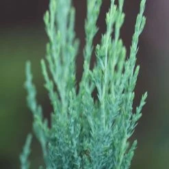 Juniperus Scopulorum Blue Arrow | 9cm Pot