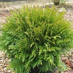 Thuja Occidentalis Danica | 9cm Pot