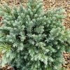 Juniperus Squamata Blue Star | 9cm Pot