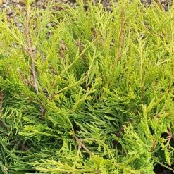 Juniperus × Pfitzeriana Old Gold | 9cm Pot