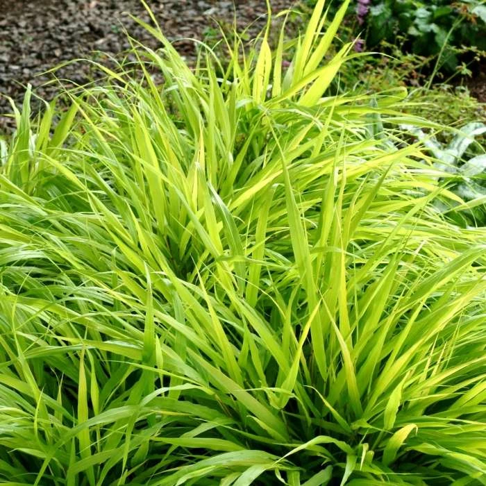 Hakonechloa Macra All Gold | 9cm Pot 1 Hakonechloa Macra All Gold | 9cm Pot