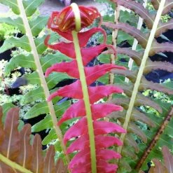 Blechnum Brasiliense Volcano | 9cm Pot