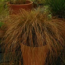 Carex Testacea Prairie Fire | 9cm Pot