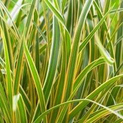 Carex Morrowii Everglow (PBR) (EverColor Series) | 9cm Pot