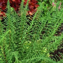 Athyrium Filix-femina Dre's Dagger | 9cm Pot