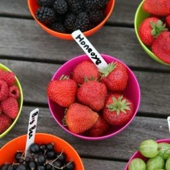 Strawberry Honeoye | 9cm Pot