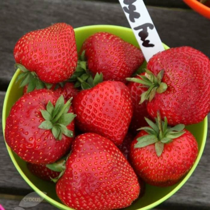 Strawberry Cambridge Favourite | 9cm Pot 1 Strawberry Cambridge Favourite | 9cm Pot