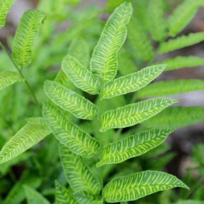 Coniogramme Emeiensis | 9cm Pot 1 Coniogramme Emeiensis | 9cm Pot