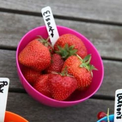 Strawberry Elsanta | 9cm Pot