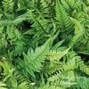 Polystichum Tsussimense | 9cm Pot