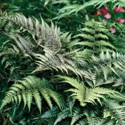 Athyrium Niponicum Var. Pictum Silver Falls | 9cm Pot