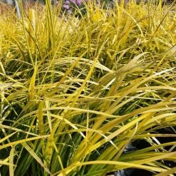 Acorus Gramineus Golden Delight | 9cm Pot