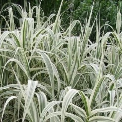 Arundo Donax Variegata Compact | 9cm Pot