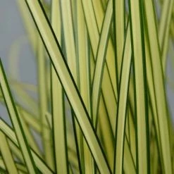 Carex Brunnea Jenneke | 8cm Pot