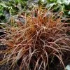 Uncinia Rubra Everflame ('Belinda's Find') (PBR) | 9cm Pot