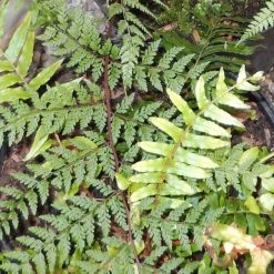 Athyrium Minimum | 9cm Pot