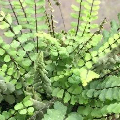 Asplenium Trichomanes | 9cm Pot