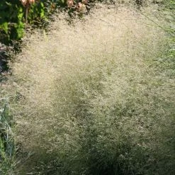 Deschampsia Cespitosa Goldtau | 9cm Pot