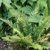 Polystichum Aculeatum | 9cm Pot