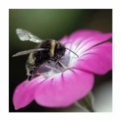 Agrostemma Githago | Approx 75 Seeds