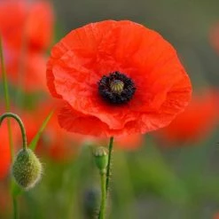 Papaver Rhoeas | Approx 2000 Seeds