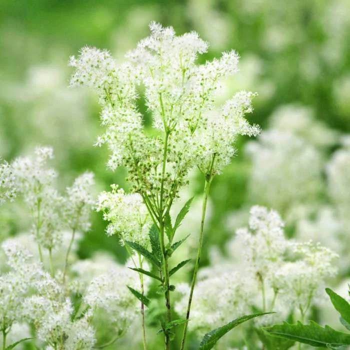 Filipendula Ulmaria | Approx 75 Seeds 1 Filipendula Ulmaria | Approx 75 Seeds