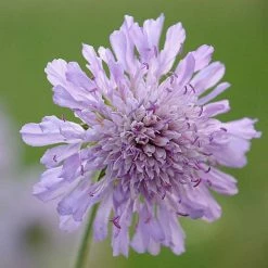 Knautia Arvensis | Approx 25 Seeds